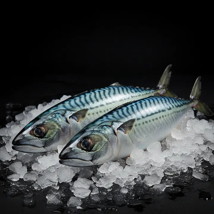 Atlantic Mackerel